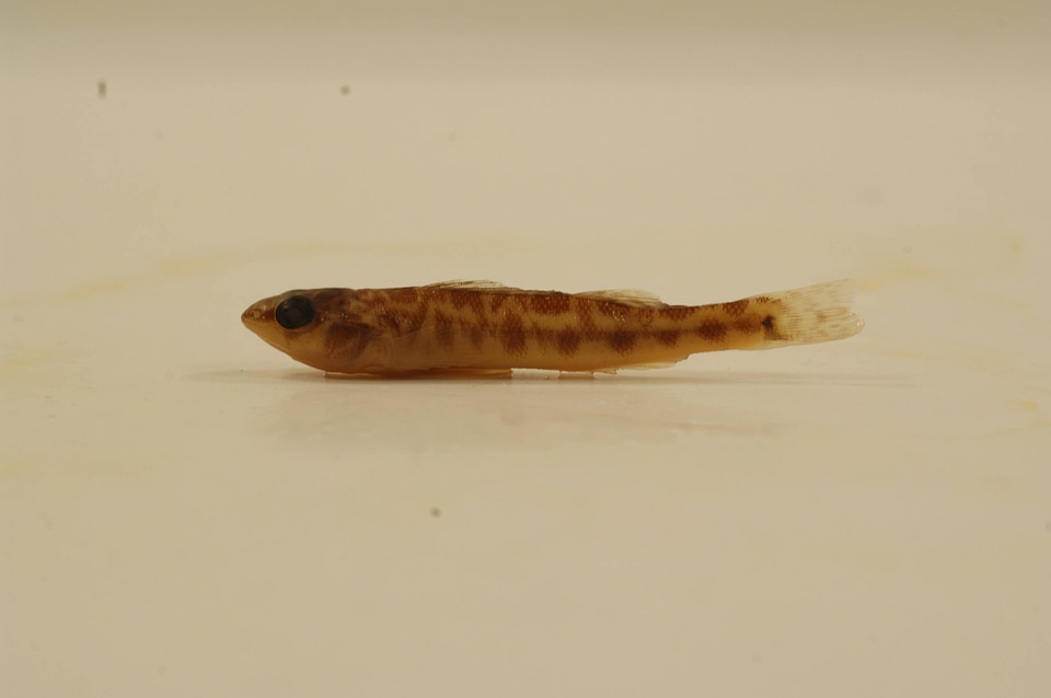 Percina maculata-3