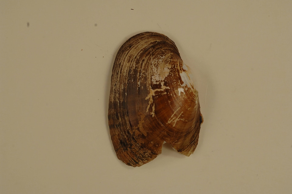 Lampsilis bracteata (outside)-5