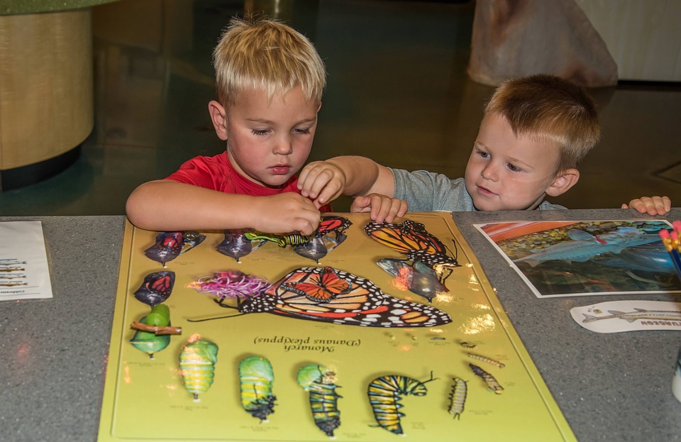 Visiting child looks at monarch butterfly poster-6