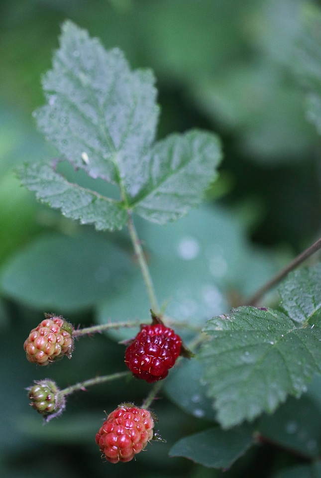 Pacific blackberry 