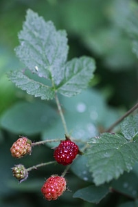 Pacific blackberry 