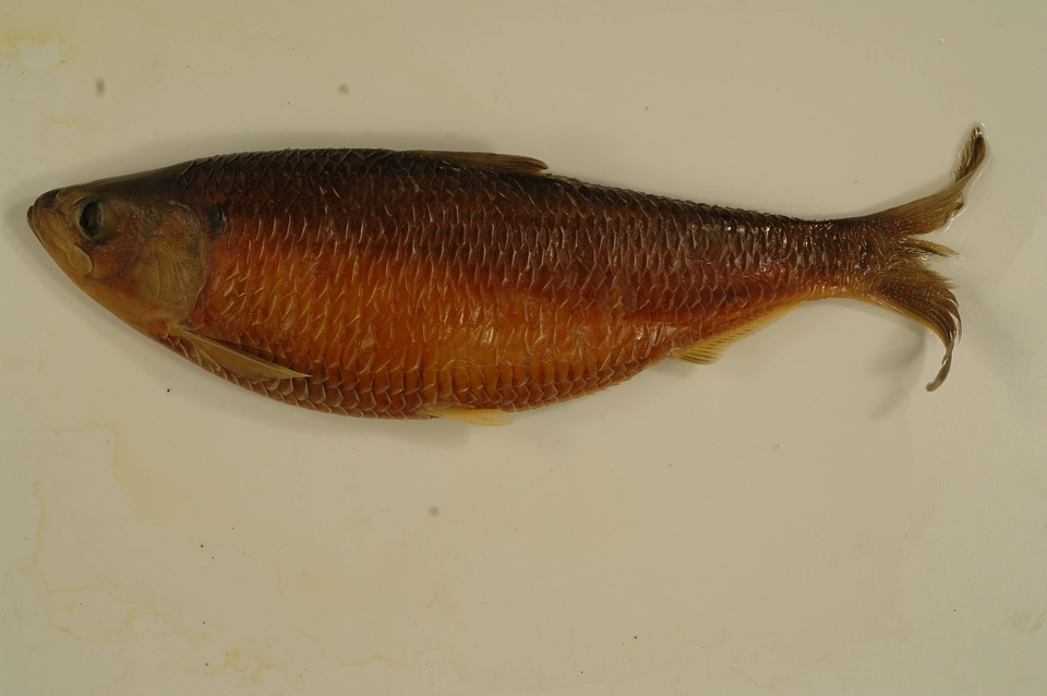 Alosa aestivalis-1