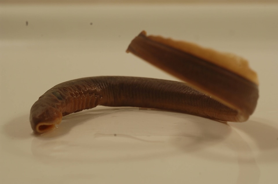 Entosphenus lethophagus
