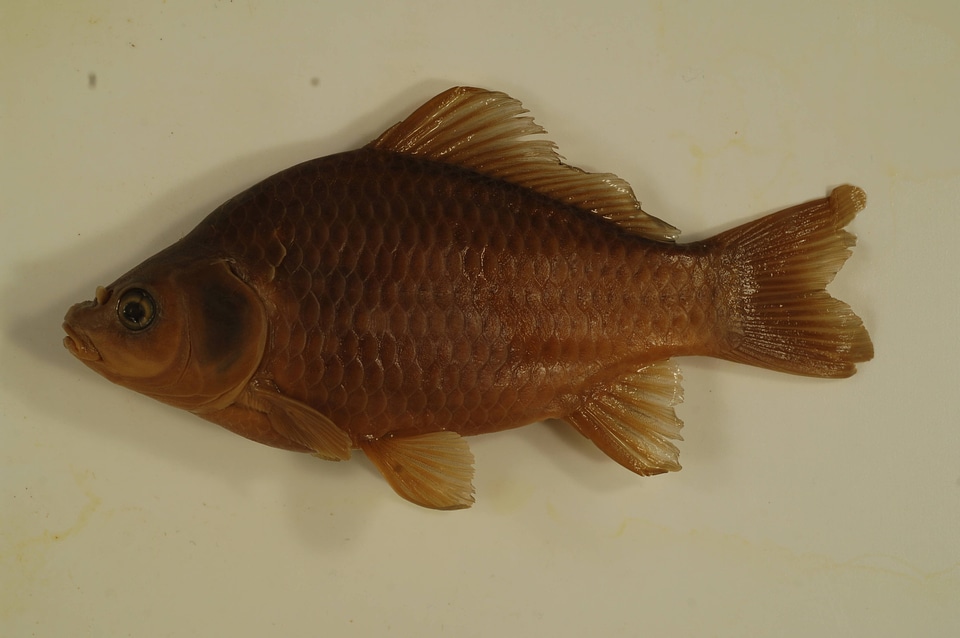 Carassius auratus-1