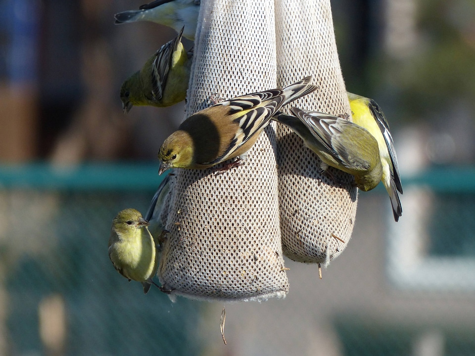 Lesser Goldfinch-1