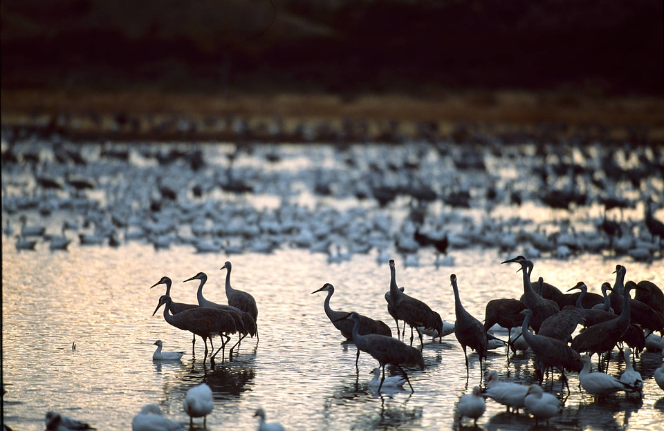 Waterfowl-2