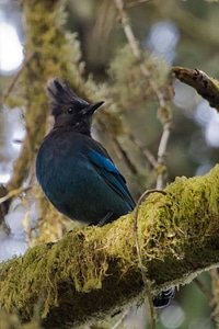 Steller's Jay photo