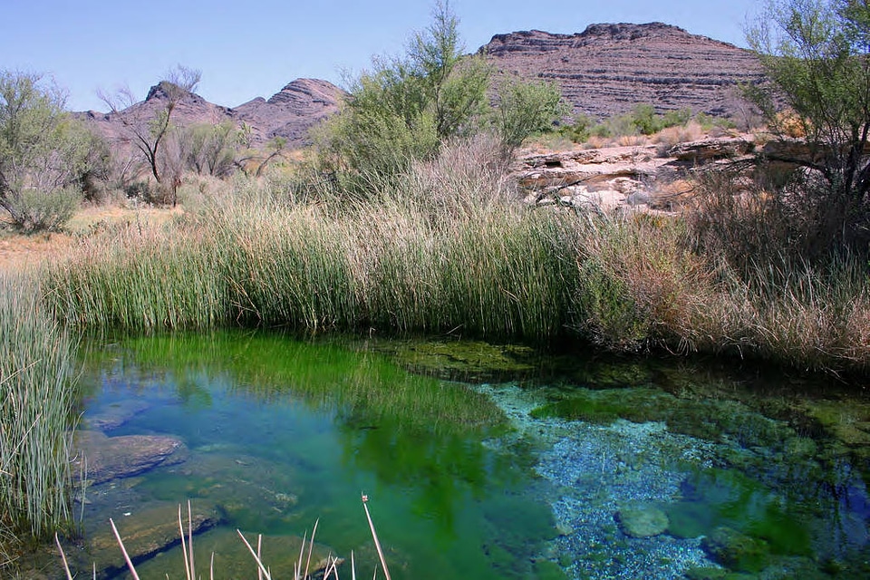 Kings Pool on Ash Meadows National Wildlife Refuge