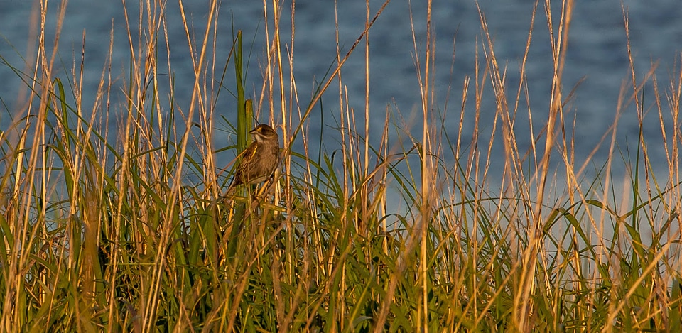 Seaside Sparrow in grasses-3