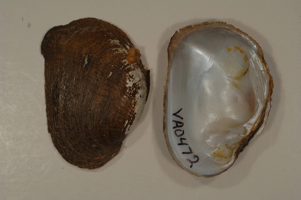 Epioblasma brevidens-1