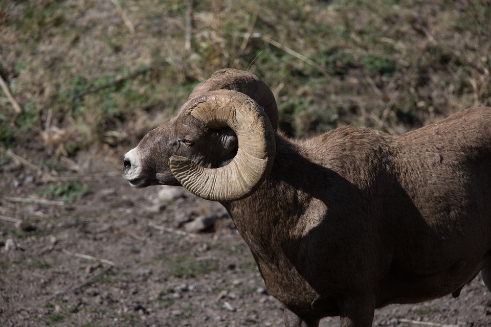Rocky Mountain Bighorn sheep close-up-1