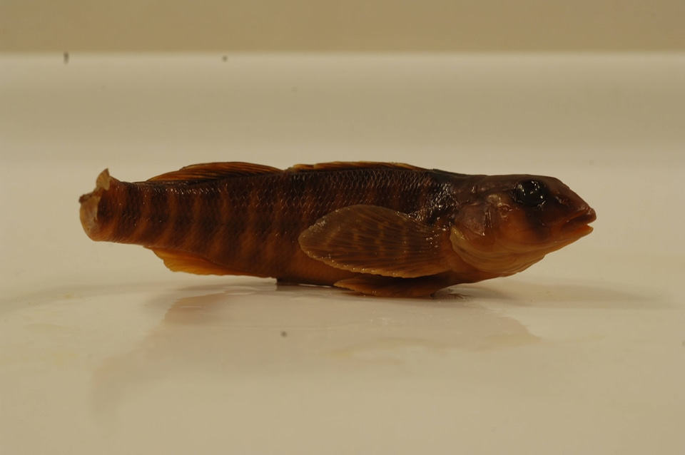 Etheostoma osburni-1