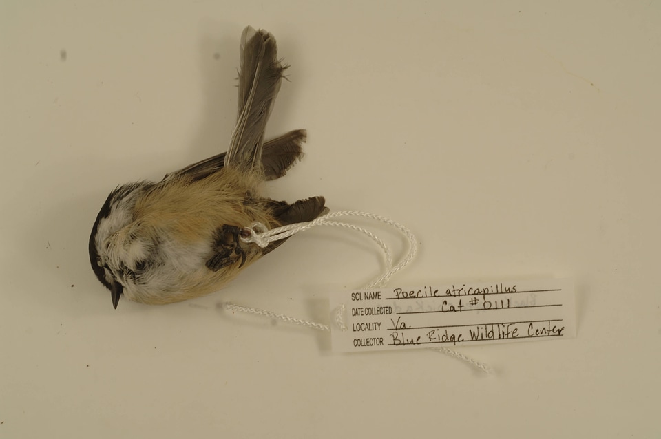 Poecile atricapillus