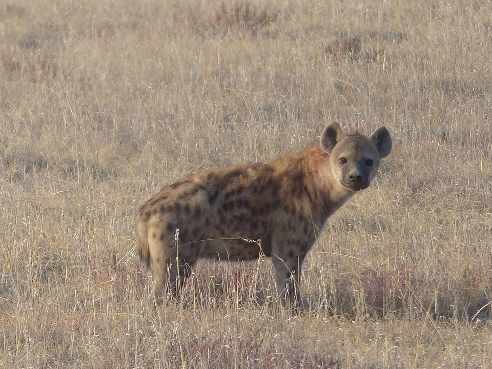 Safari scavengers etosha national park
