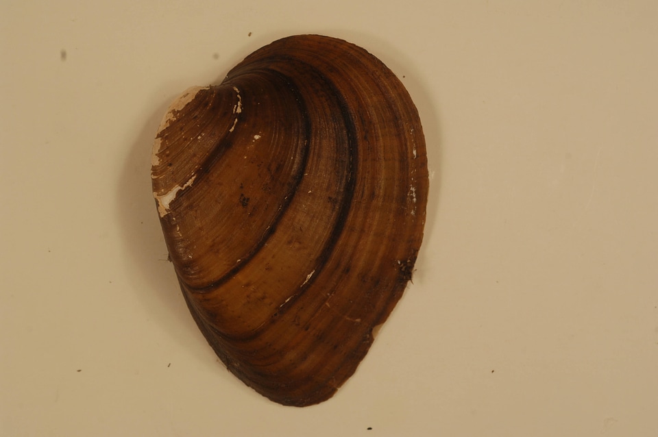 Ellipsaria lineolata (outside)-5
