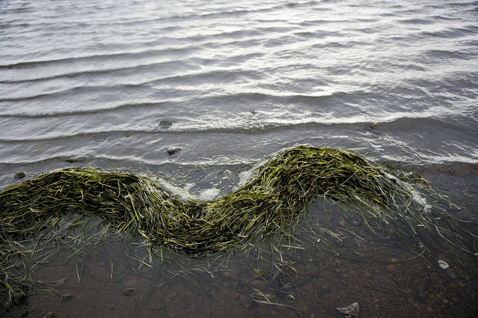 Eelgrass in water at Izembek National Wildlife Refuge