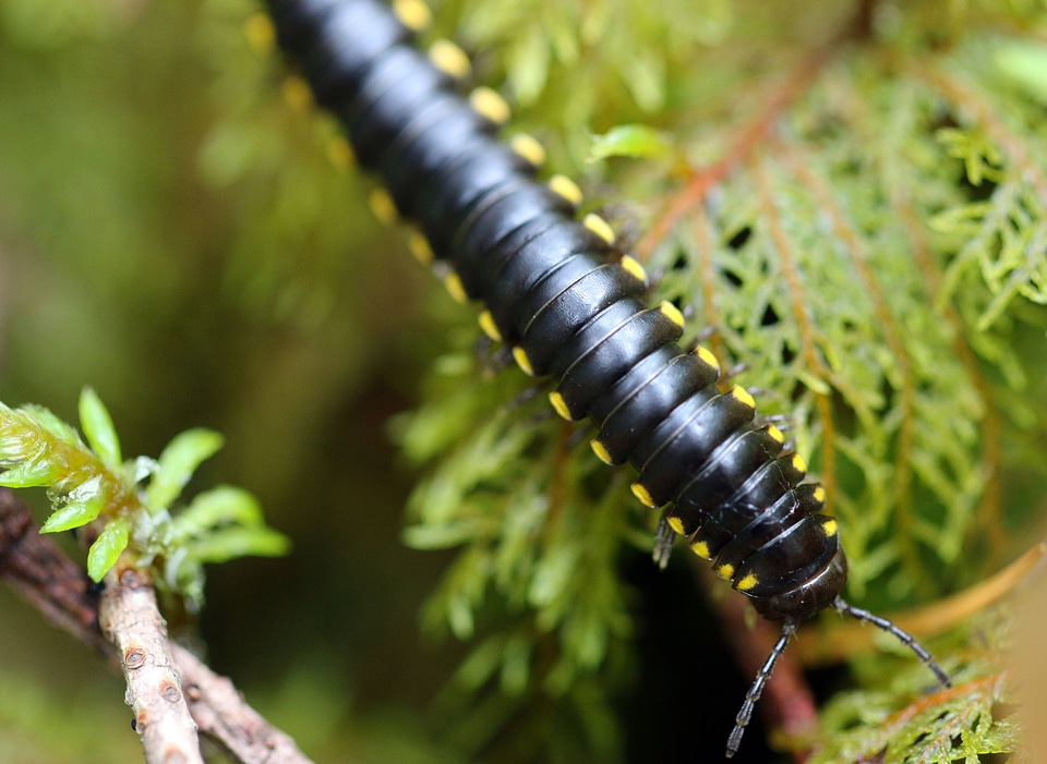 Yellow-spotted millipede