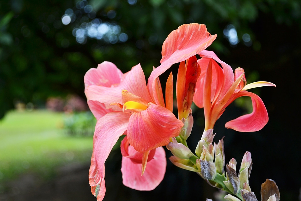 Flower nature garden