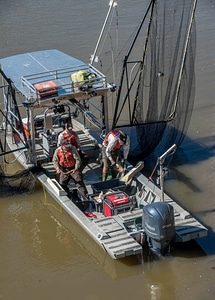 U.S. Fish and Wildlife Service boat, The Magna Carpa, with catch of invasive carp-1
