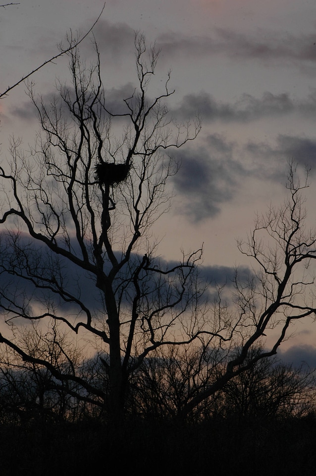 NCTC eagles nest at night-6