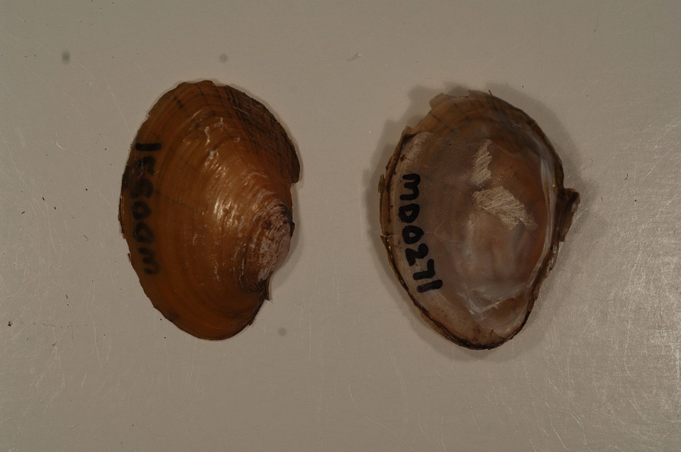 Lampsilis sp.-1