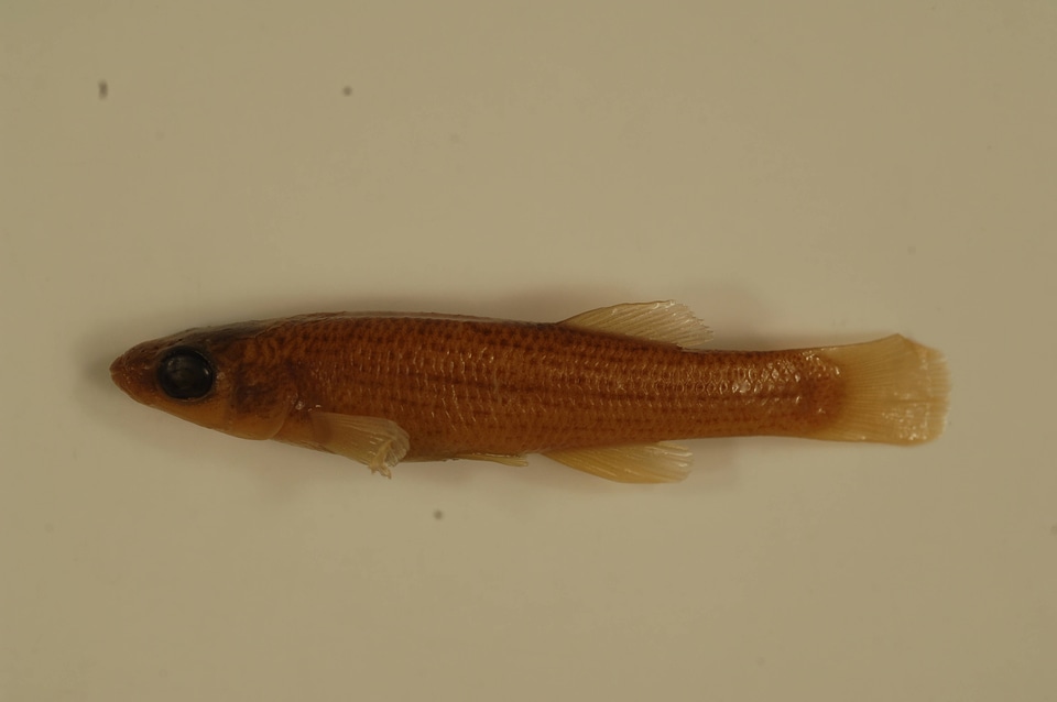 Fundulus catenatus-3