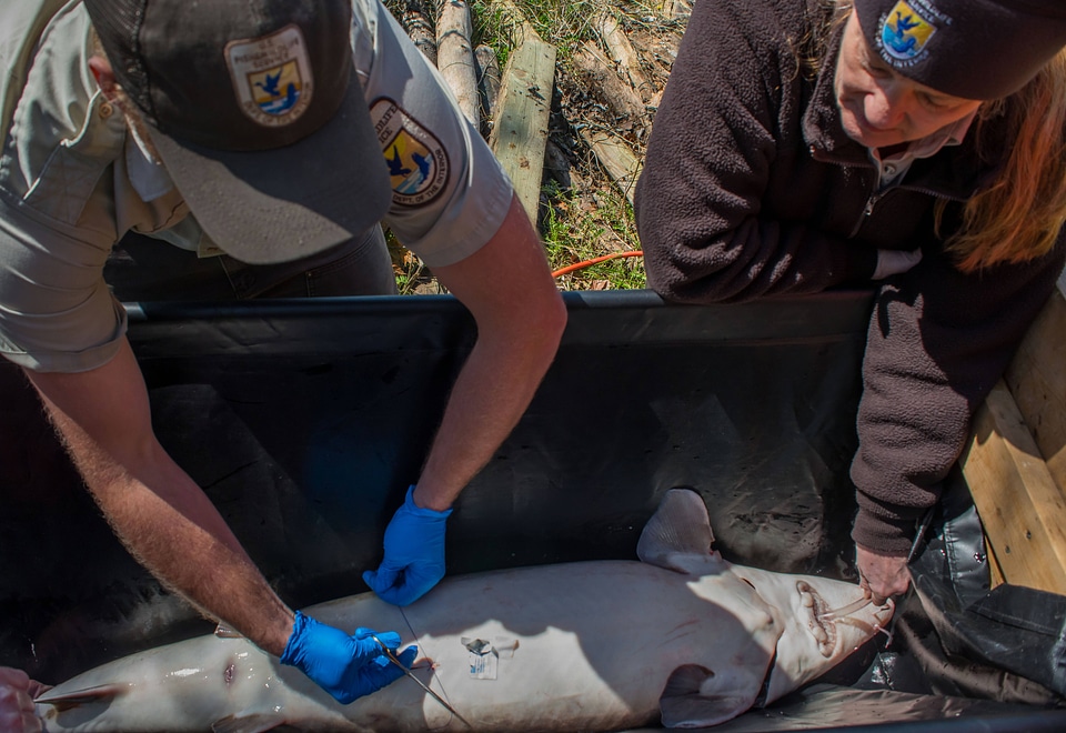 USFWSFisheries worker performs procedure to implant transmitter in lake sturgeon-2