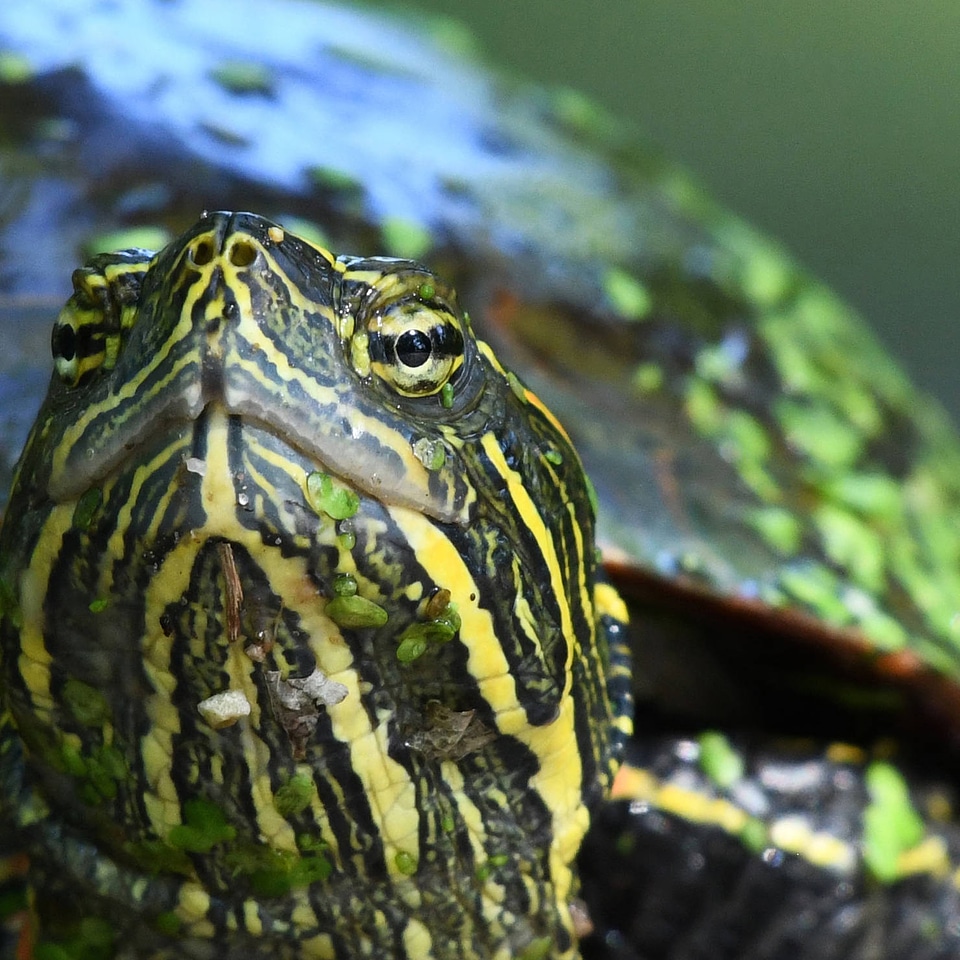 Midland painted turtle