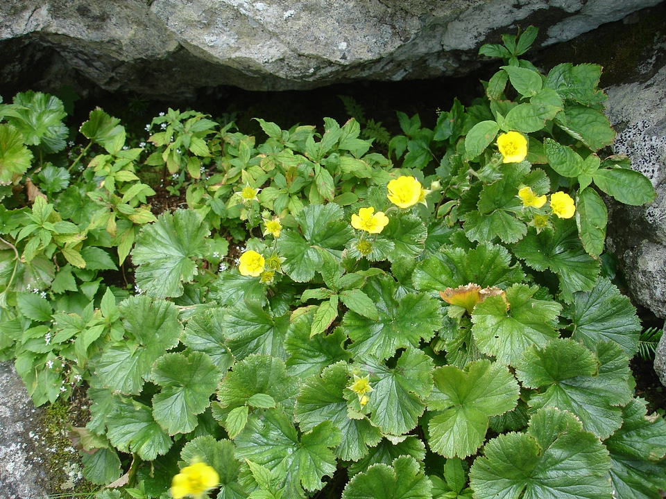 Group of blooming spreading avens