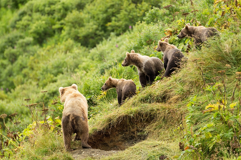 Kodiak bear family on a hill