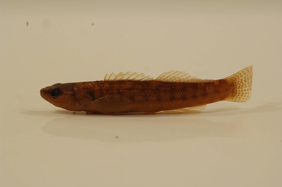 Etheostoma flabellare-1