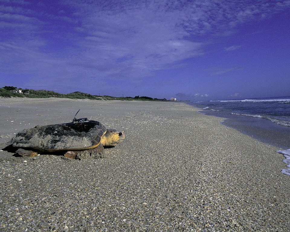 Loggerhead sea turtle 