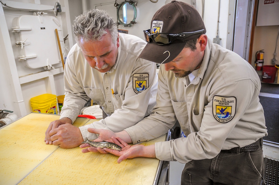 Fisheries worker aboard MV Spencer Baird holds juvenile lake trout-1