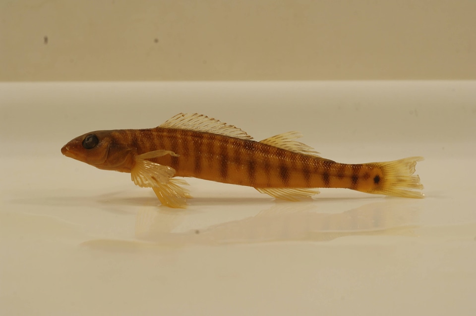 Percina caprodes-2