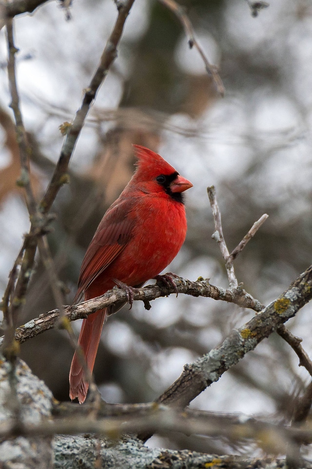 Northern Cardinal, male