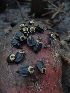 American carrion beetle photo