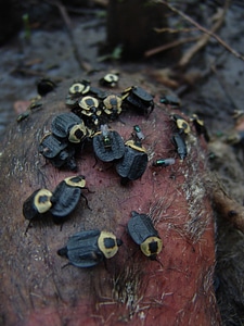 American carrion beetle