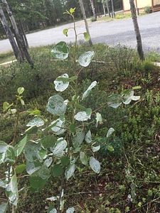 Quaking aspen photo