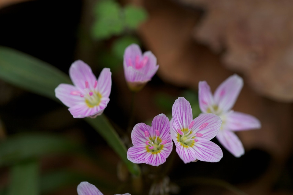 Spring Beauty-1