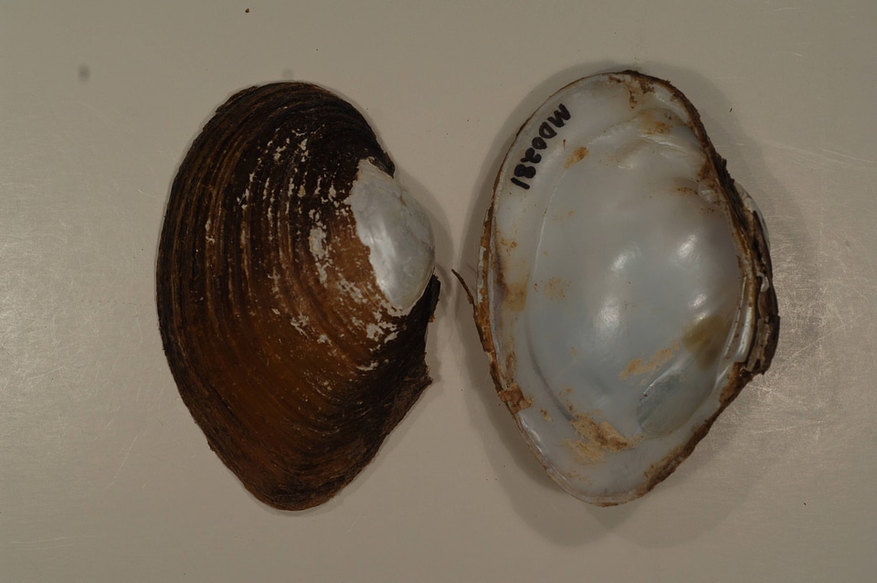Lampsilis sp.-1