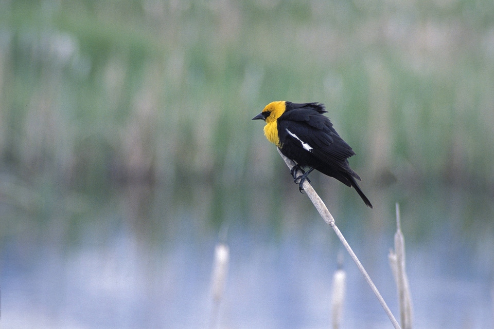 Yellow-headed Blackbird-2