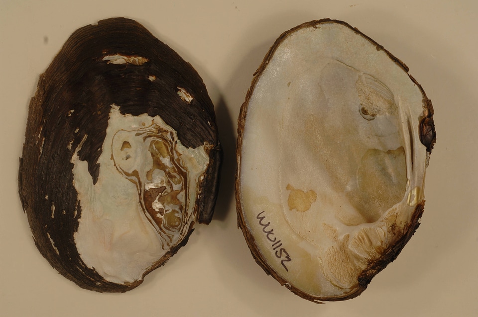 Amblema plicata-2