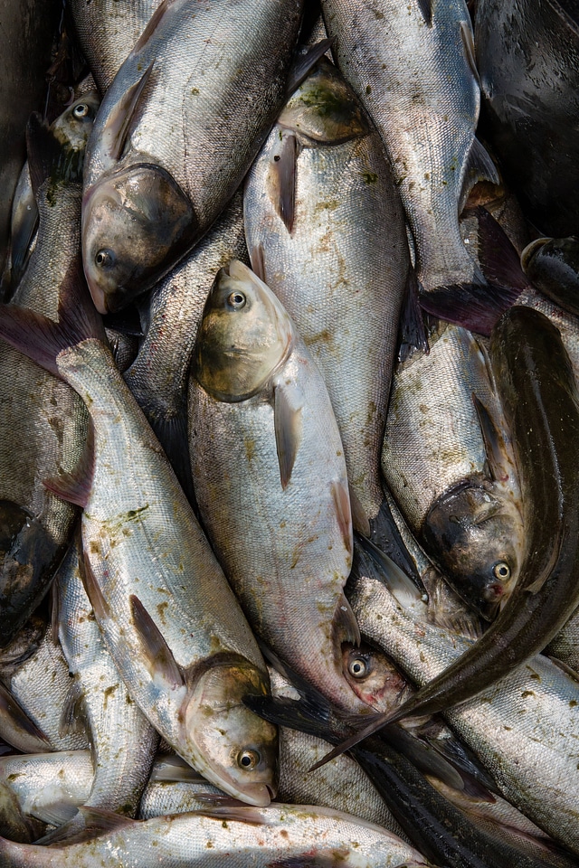 Silver carp caught in the Fox River-5