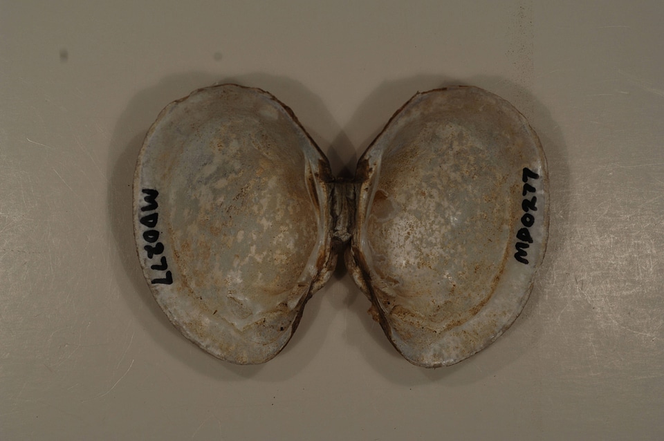 Lampsilis sp.-3