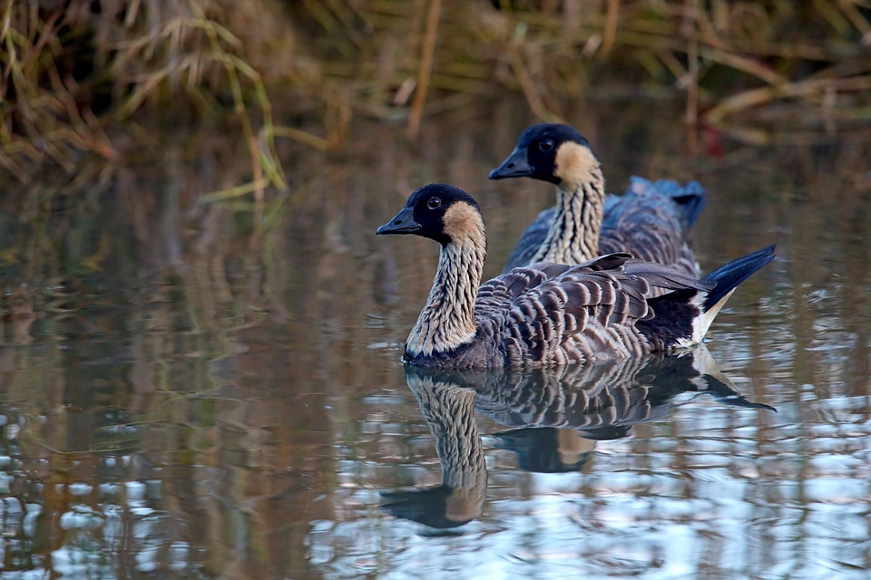 Pair of Nēnē in the water