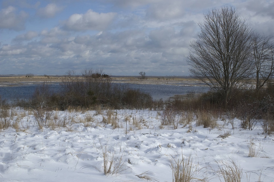 Snow covering a wetland area