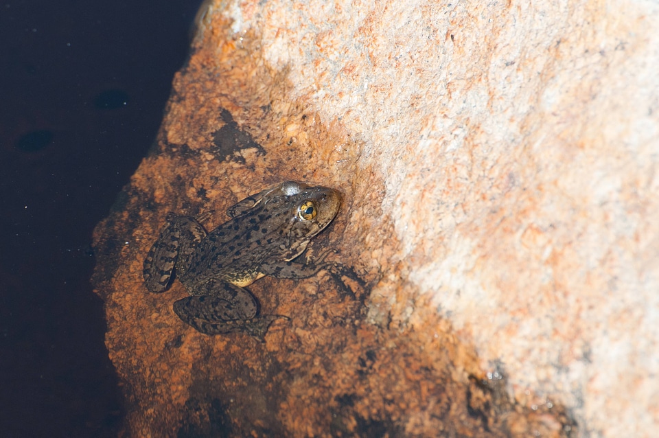 Mountain yellow-legged frog-1