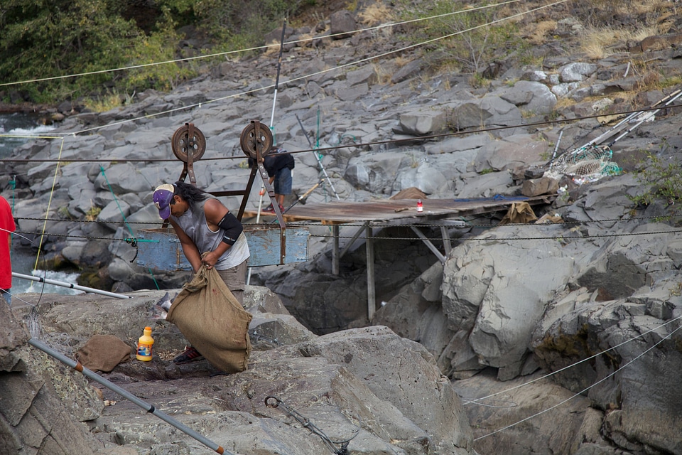 Yakama tribal members using a pulley system to transport salmon-1