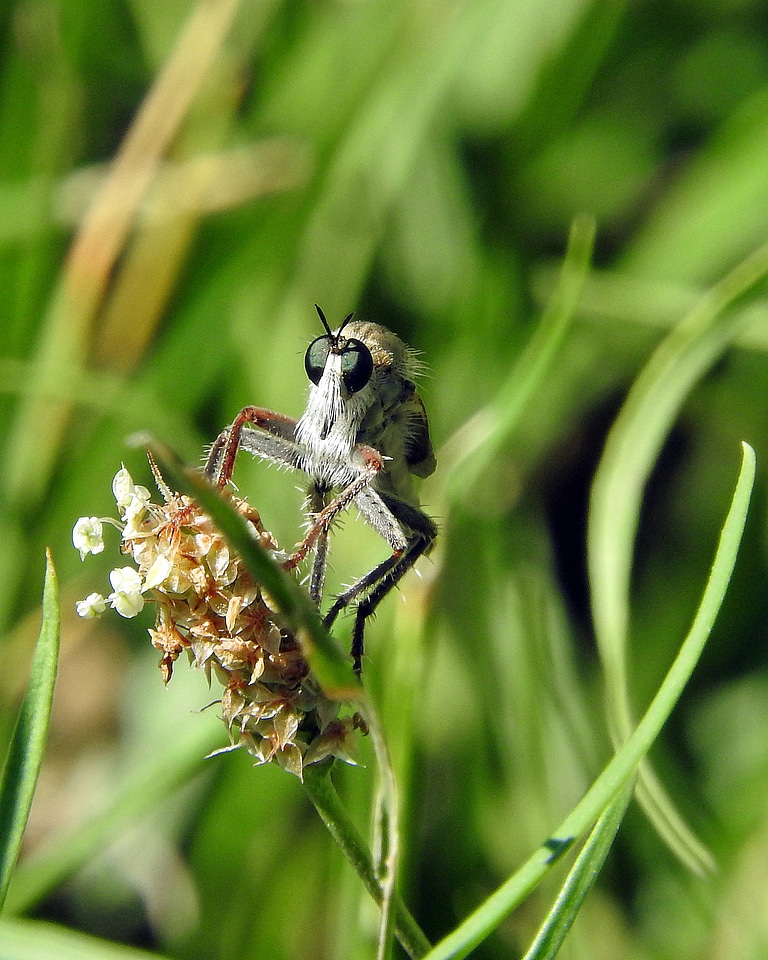Robber fly on Horsetail milkweed