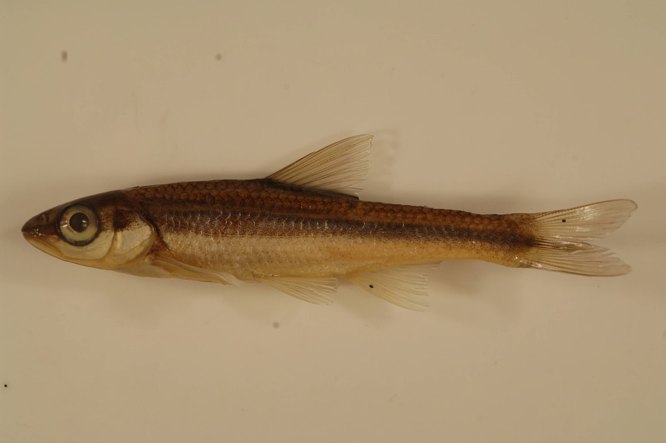 Luxilus pilsburyi